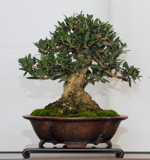 olivo bonsai - Olivo